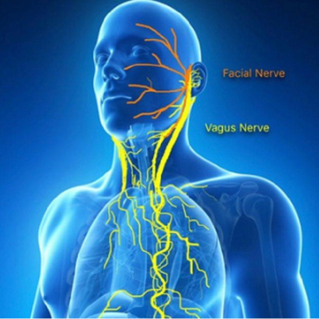 Diagram of the vagus nerve showing its path from the brainstem to various organs impacting hormone regulation and health